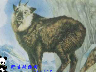 台湾鬣羚