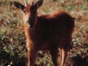 赤斑羚