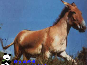 蒙古野驴