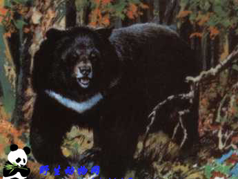 黑熊