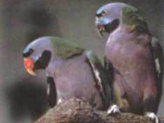 大緋胸鸚鵡