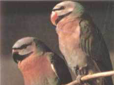 緋胸鸚鵡
