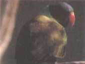 灰頭鸚鵡