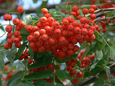 红豆树