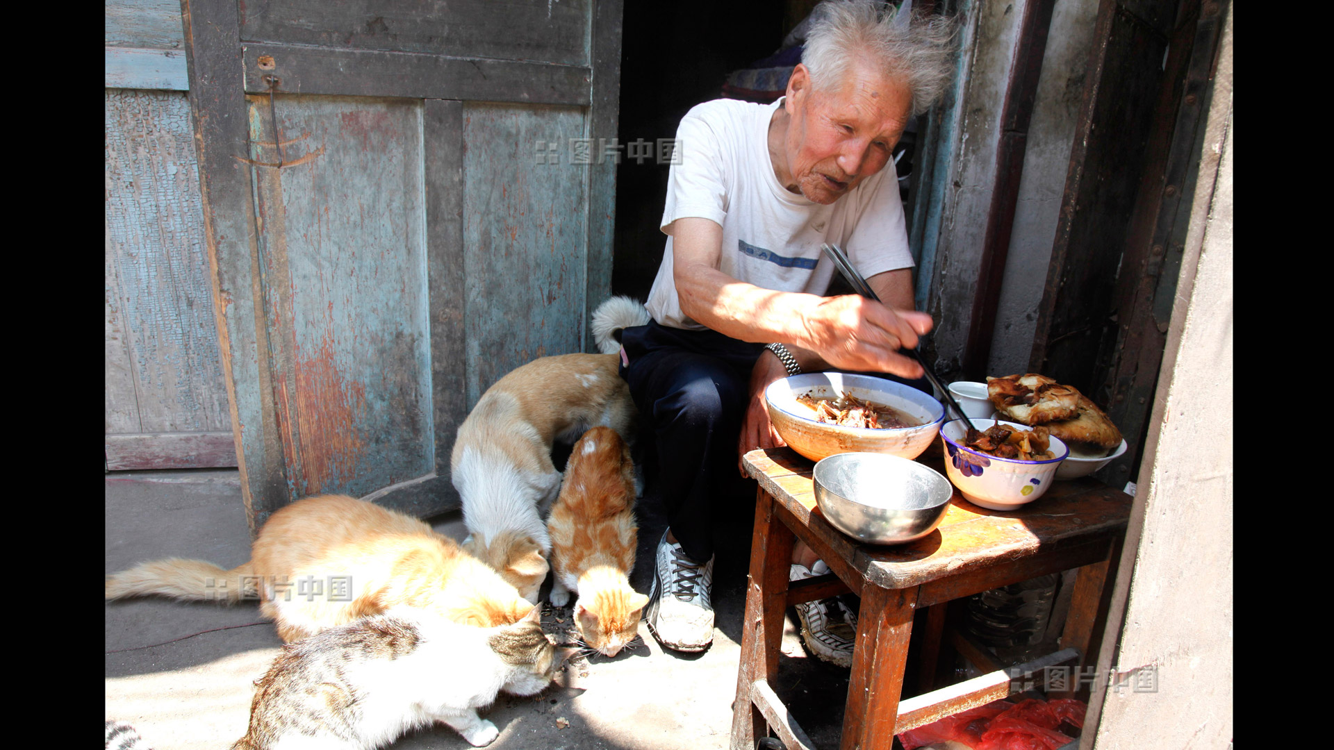 中午时分，魏克青与他收养的流浪猫一起“共进午餐”。中国网图片库 张磊 摄影