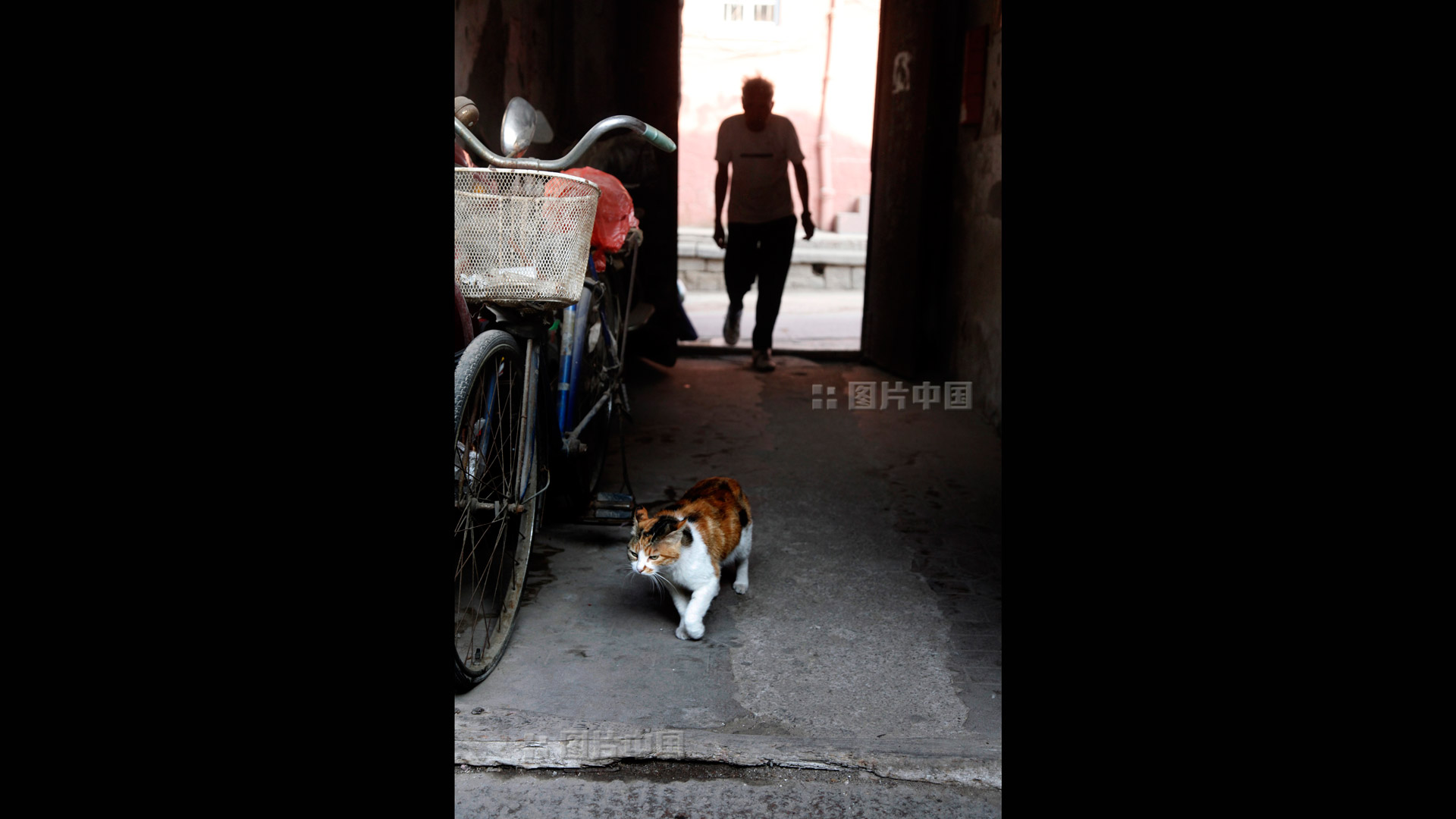 老人与他的“大花”感情深厚。中国网图片库 张磊 摄影