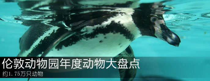 倫敦動物園：動物大盤點