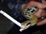 動物'煙鬼'的滑稽百態