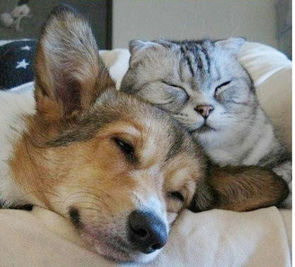 一猫一狗一世界 宠物跨界友情加分