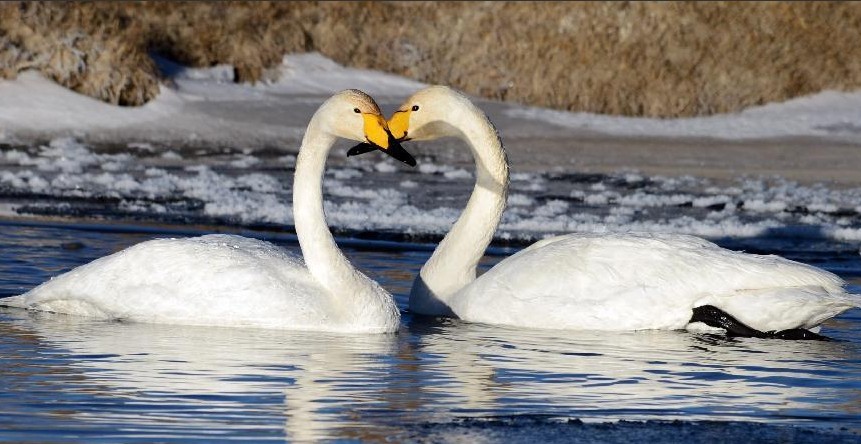 上千只大天鹅冬日“做客”青海湖_ 视频中国