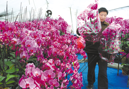 “春節”邂逅“情人節”花市不熱反冷