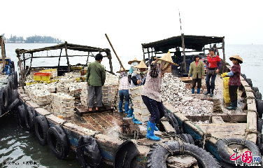 渔女将一担担一筐筐鲜鱼扛卸上岸，分拣装箱过称，再和鱼贩子讨价还价，一车车渔货最后经她们的双手装车，销往各地。中国网图片库 梁家先 摄影