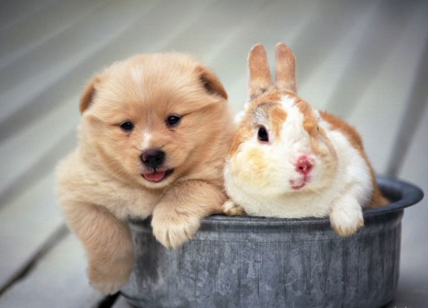 春节脚步近 宠物“入托”忙 春节脚步近 宠物“入托”忙