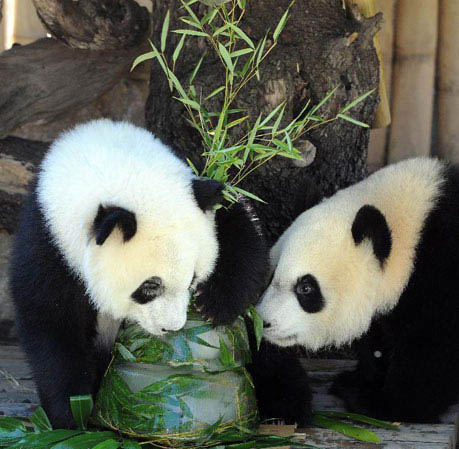 四川：大熊猫“嘉年华” 双胞胎测体重