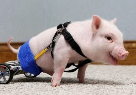 美国超萌轮椅小猪走红网络