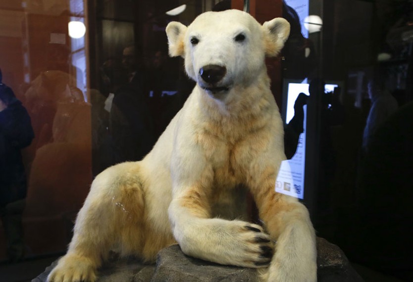北极熊克努特标本在博物馆展出