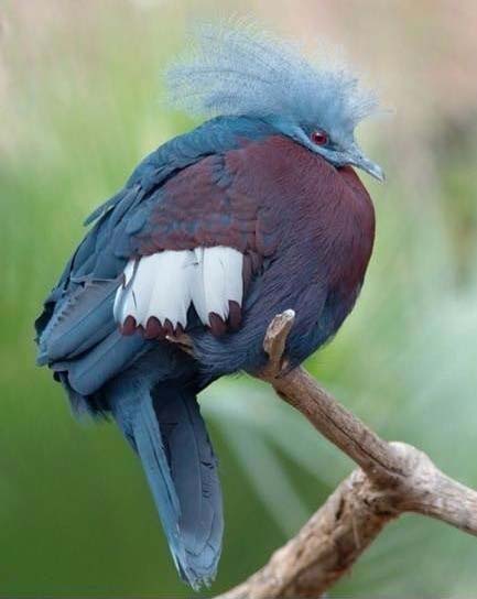 那些可爱的鸟再不减肥就飞不动啦