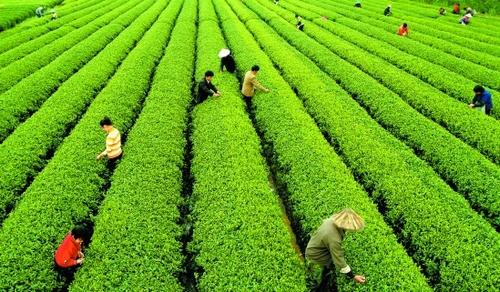 贵州迈向茶叶强省推动农村经济提速转型