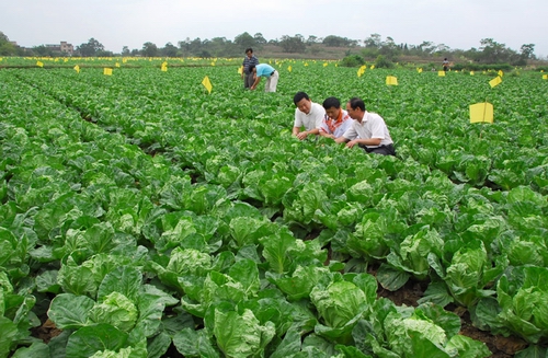 贵州省蔬菜种植面积达1762万亩