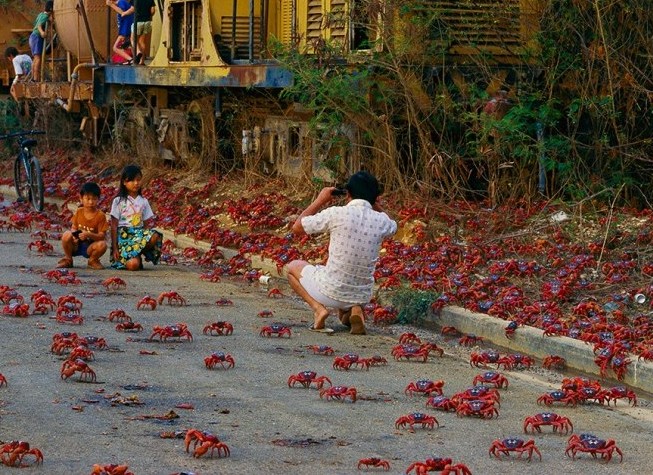 主要生活在澳大利亚圣诞岛上的澳洲红蟹