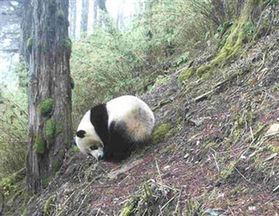 四川沐川县首次发现野生大熊猫