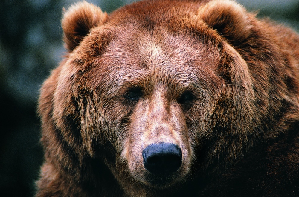 棕熊也能走钢丝 俄马戏团新节目受热捧