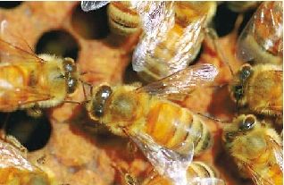 美国：蜂刺毒素可杀死艾滋病毒