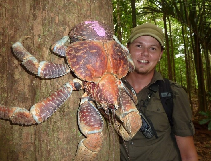 奇特巨型椰子蟹会爬树