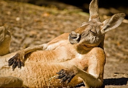 這些照片都是他在美國佛羅里達州傑克遜維爾動物園裡抓拍的