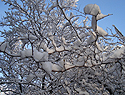 春雪似冬雪