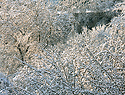 雪似梨花