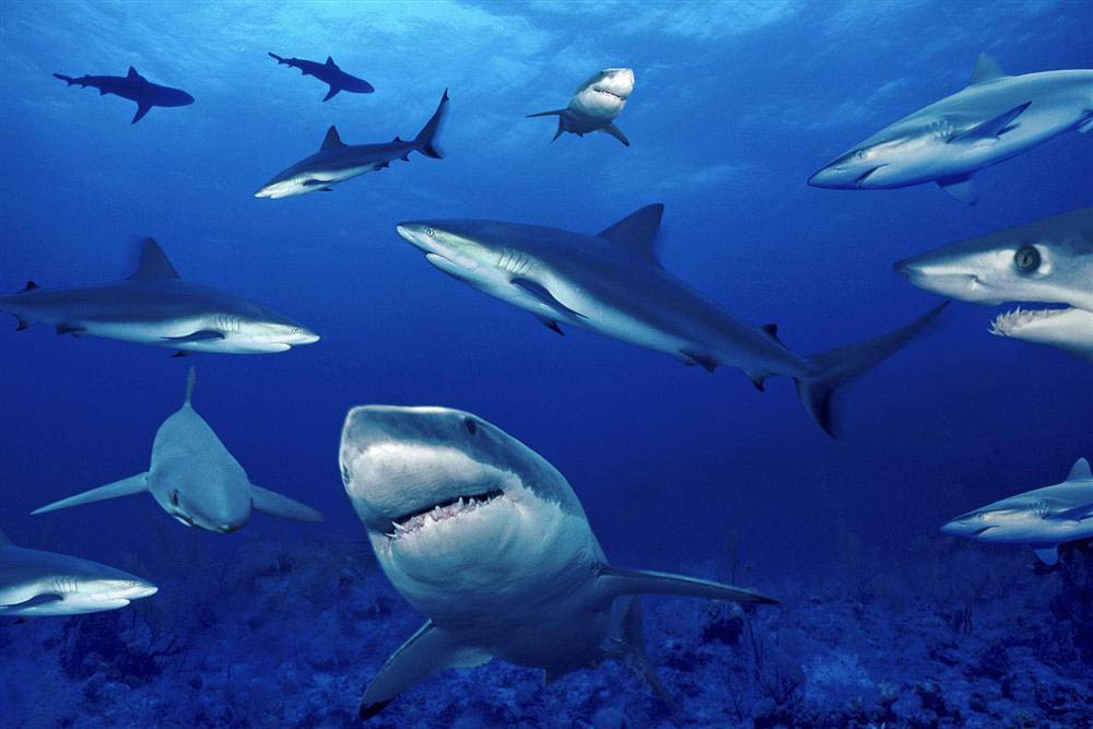 大量鲨鱼集结西澳大利亚州海滩_ 视频中国