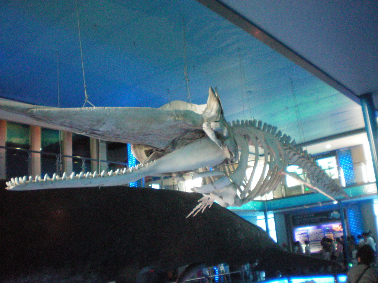 纽约展出17米长抹香鲸骨架 呼吁对鲸的保护