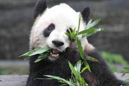 中国两只大熊猫将赴加拿大生活10年