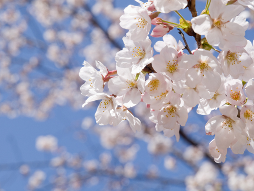成都:<em>樱花</em>绽放<em>青白江</em> 游人欢乐凤凰湖_ 视频中