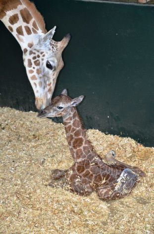 珍惜罗特希尔德长颈鹿幼崽在美国动物园降生