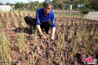 2013年3月28日，在四川眉山市仁寿县农旺乡黄坭村，村民查看遭受旱灾的小麦。中国网图片库 姚永亮摄