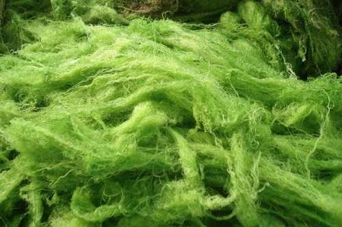 美国绿藻可吸收废气产生清洁能源