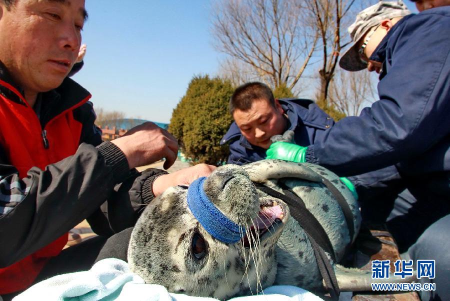 （社會）救治野生斑海豹