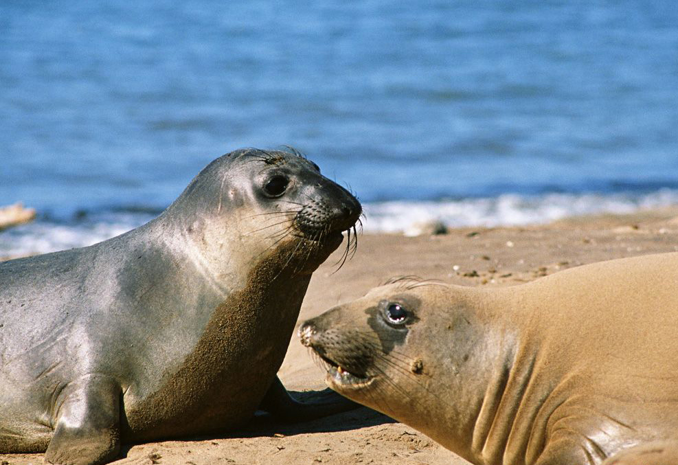 美国科学家研究发现海狮也有节奏感