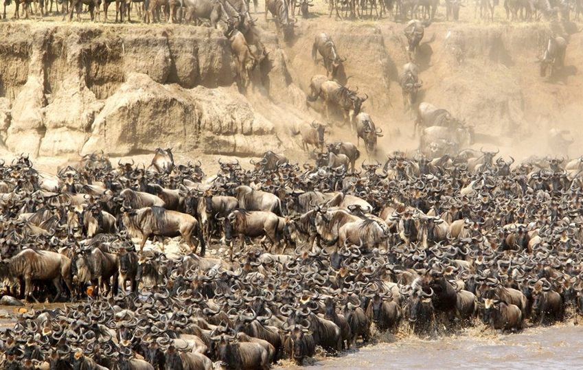 非洲动物大迁徙完整版图片