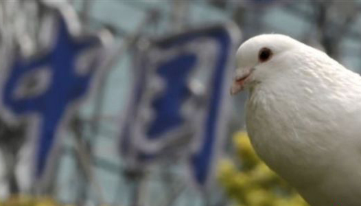 已从鸽子和鸡中检测到H7N9禽流感病毒