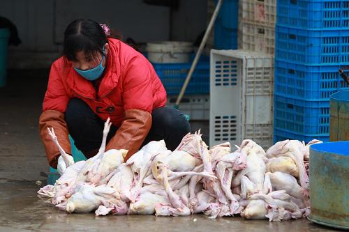 上海11家禽类定点屠宰点检疫费用临时减免