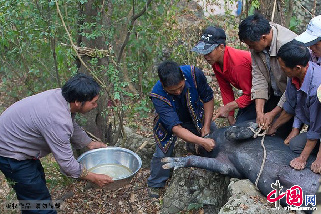 当场宰猪并用木质刀具取出猪的甲骨。中国网图片库 张旭 摄