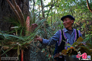 祭祀后将猪骨和工具捆在树上，“选龙头”是对第二天正式开始的祭龙仪式的准备。中国网图片库张旭摄