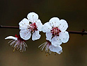 春花俏