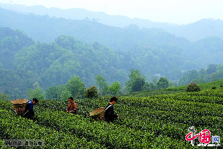 雅安市名山万亩茶。 中国网图片库/孟勇摄 