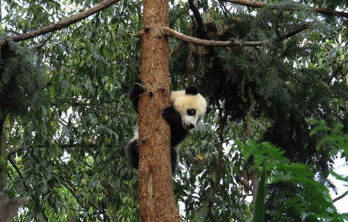 雅安熊猫幼仔受地震惊吓过度不肯下树