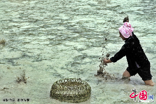 贵州台江苗族姊妹节捉鱼抓鸭比赛。中国网图片库 彭年 摄