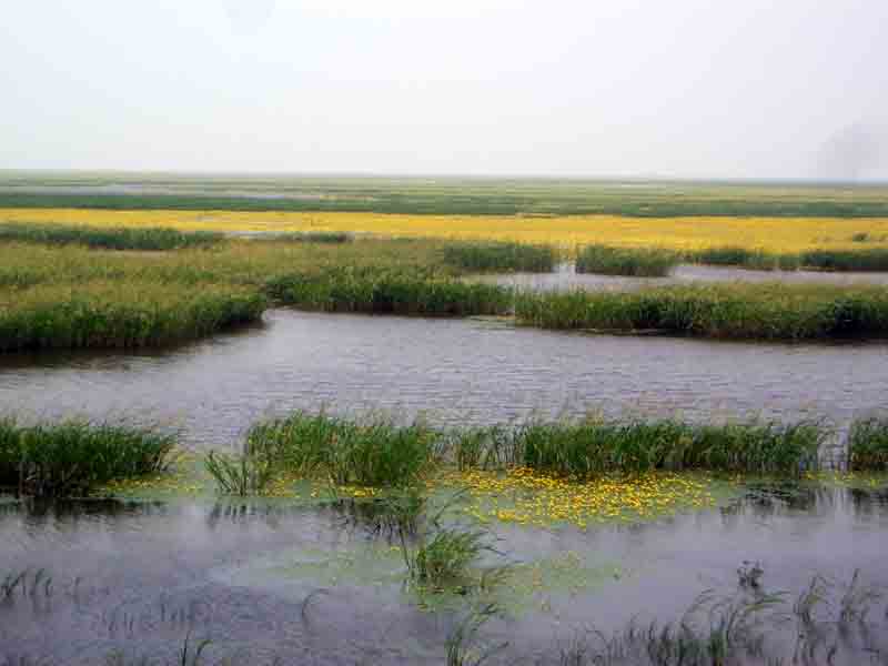 湿地挖野菜最高罚五千 北京湿地保护条例实施